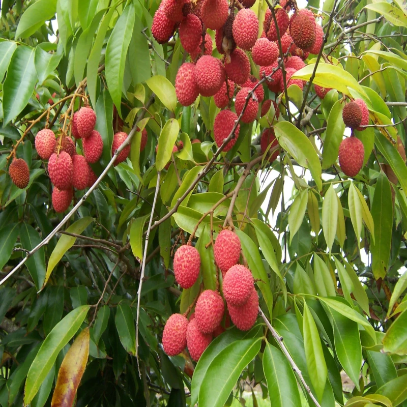 রাজশাহী বোম্বাই লিচু