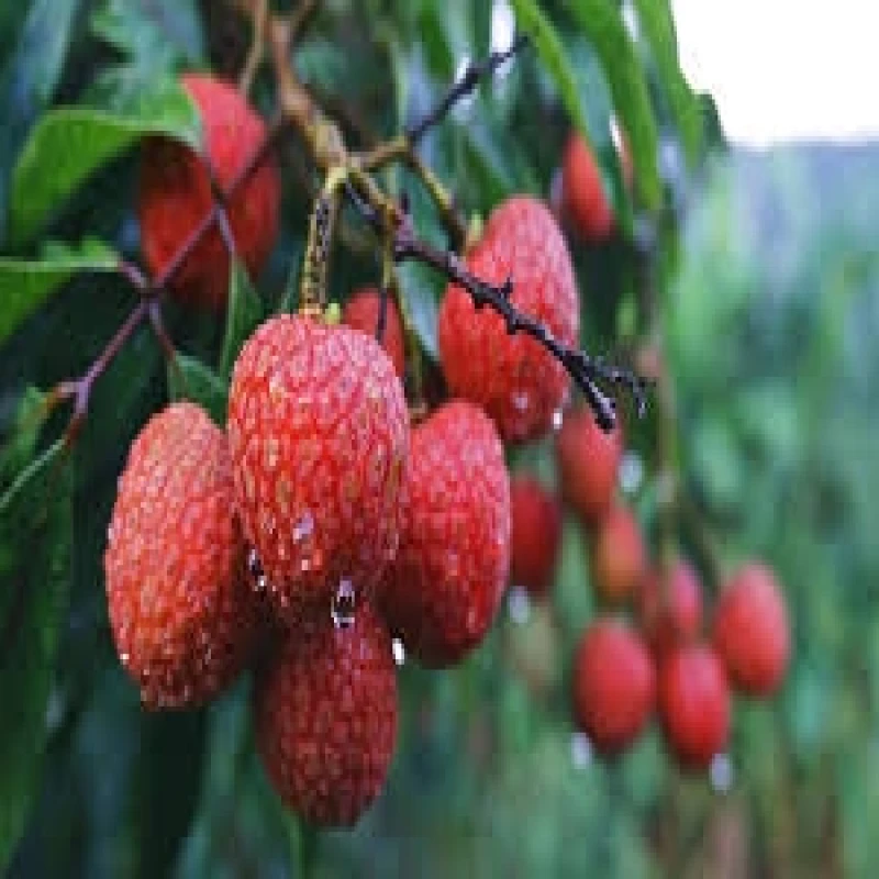 মাদ্রাজি লিচু