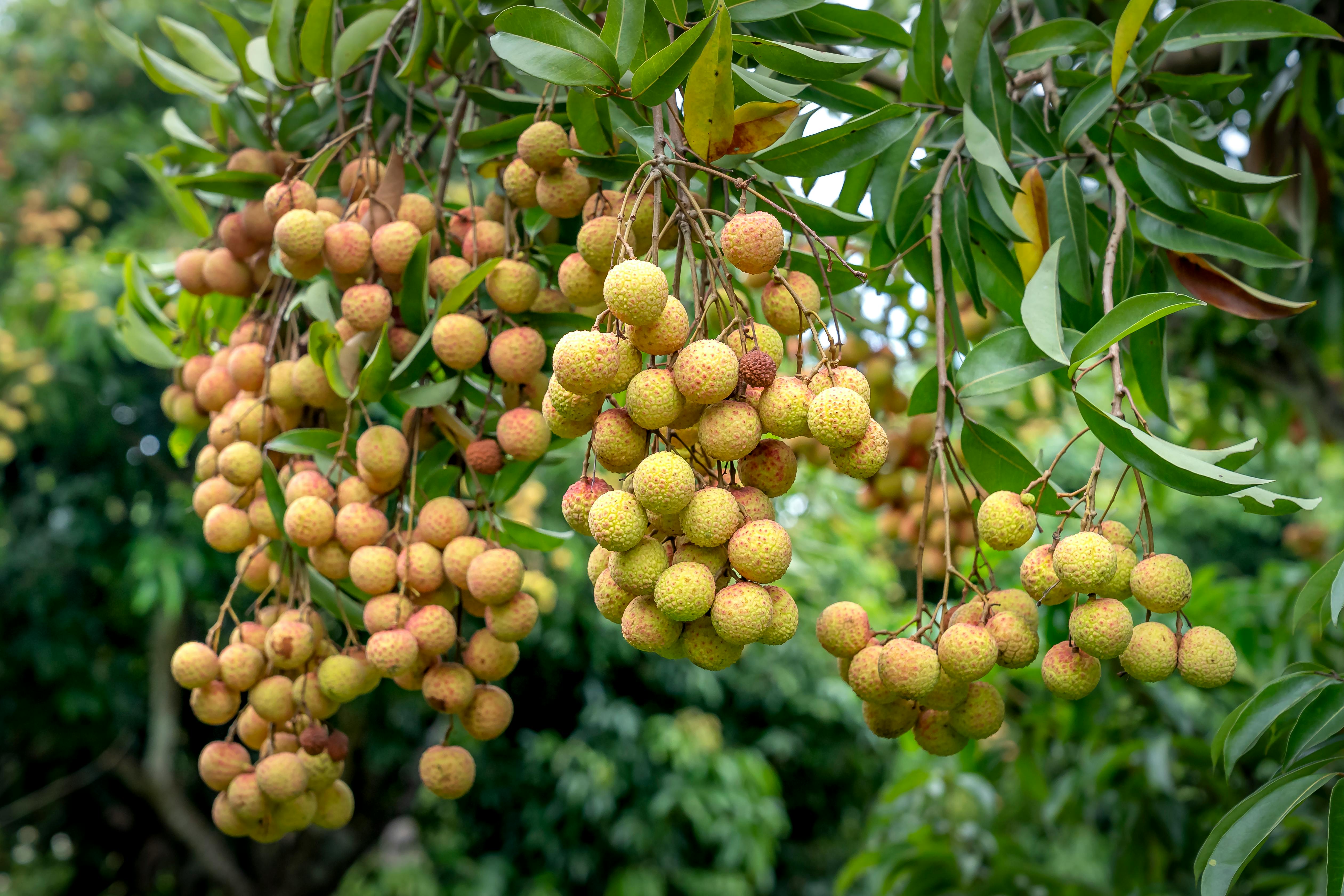 তাজা লিচু