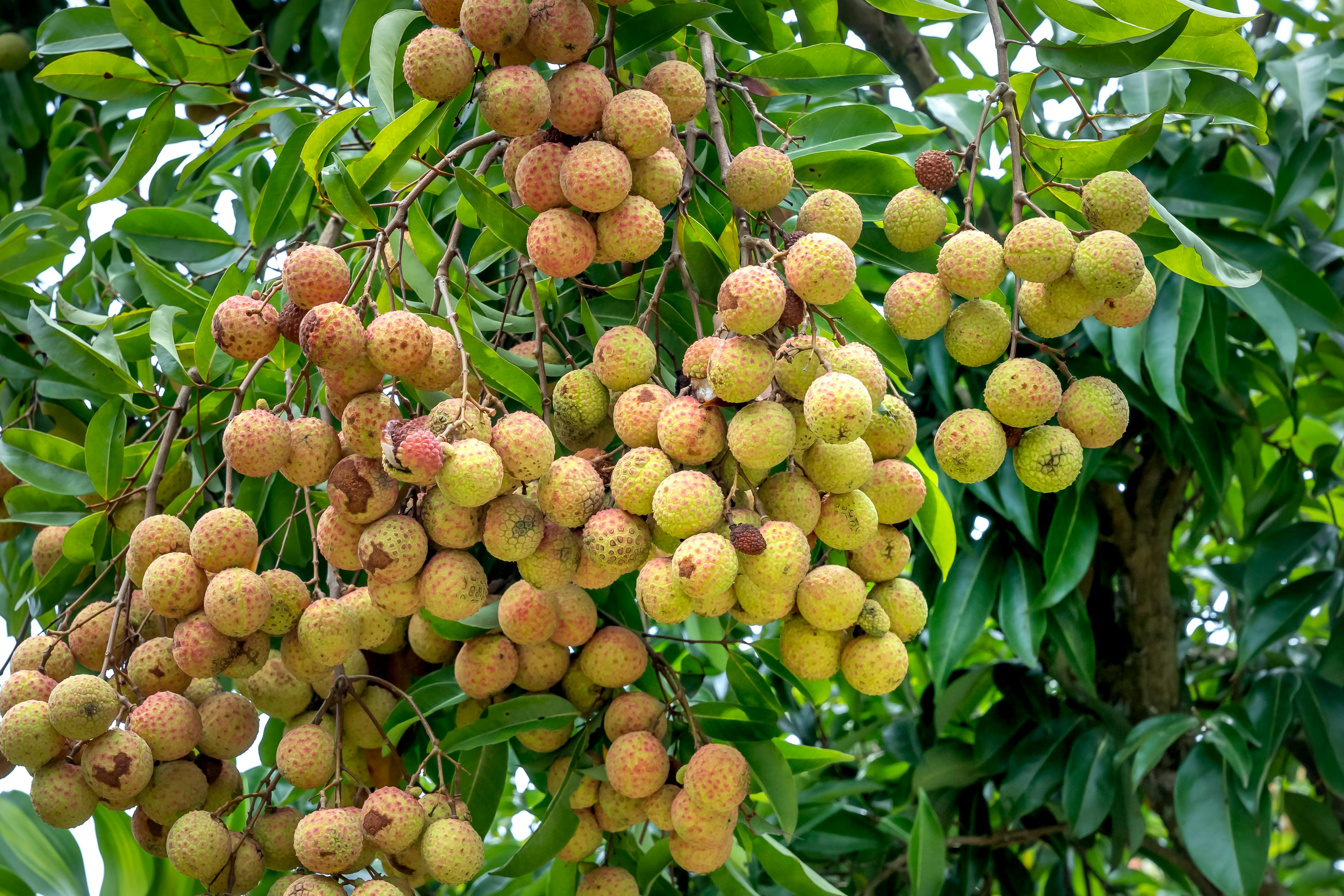চায়না-৩ লিচু