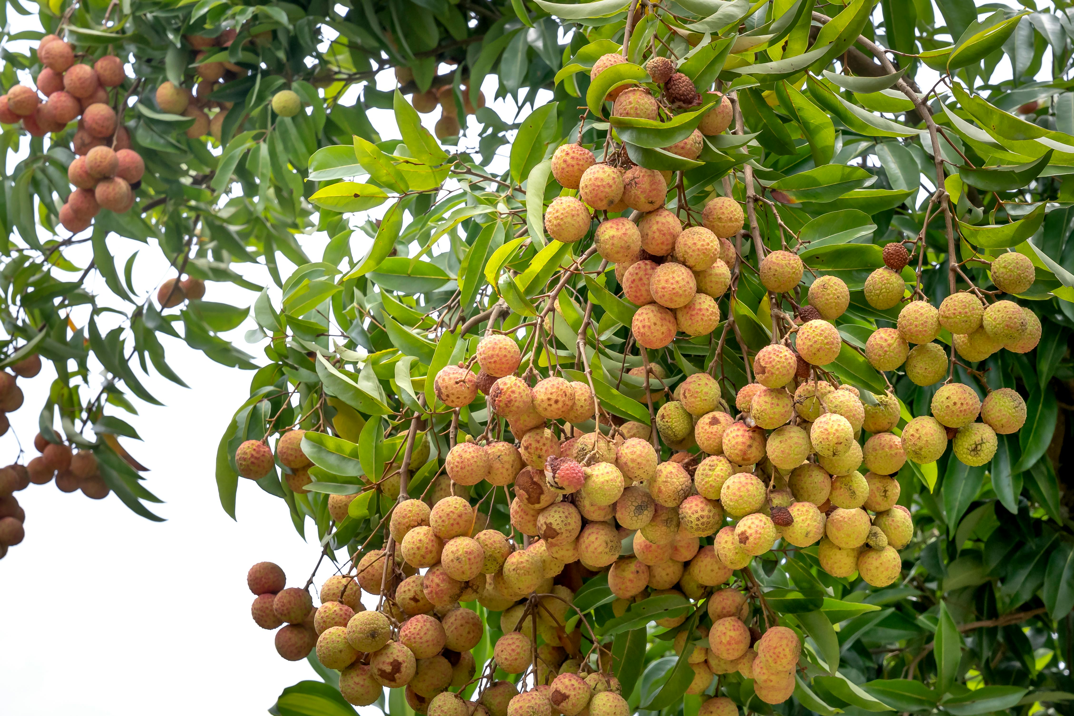 লিচুর থোকা